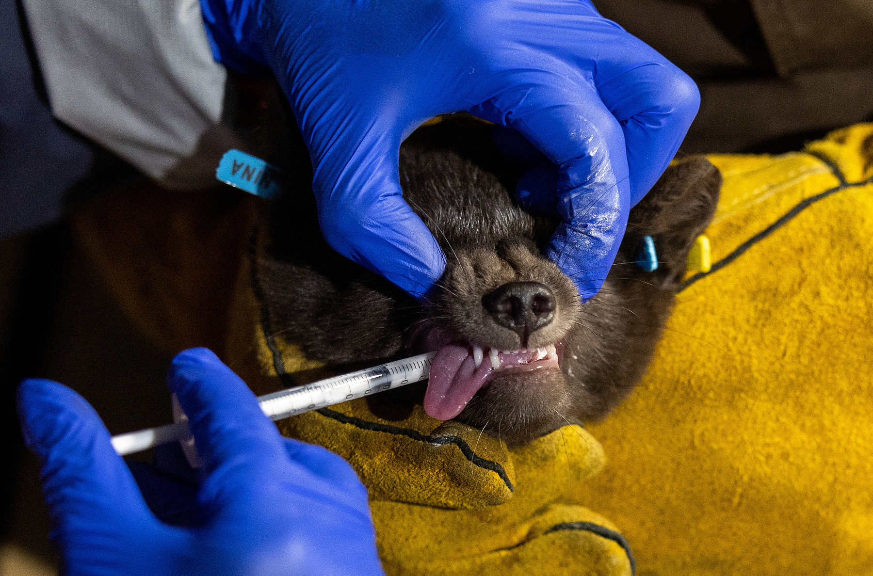 Egy kék és egy fehér sarki róka fut, miután szabadon engedték őket a Geilo melletti Hardangervidda Nemzeti Parkban, Norvégiában 2024. február 8-án