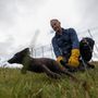 Craig Jackson természetvédelmi biológus egy kék sarki róka kölyköt visszaenged a kifutójába, miután orvosi vizsgálatot végzett rajta a Norvég Természetkutató Intézet (NINA) által üzemeltetett sarki rókatenyésztő állomáson, Oppdal közelében, Norvégiában, 2023. július 26-án