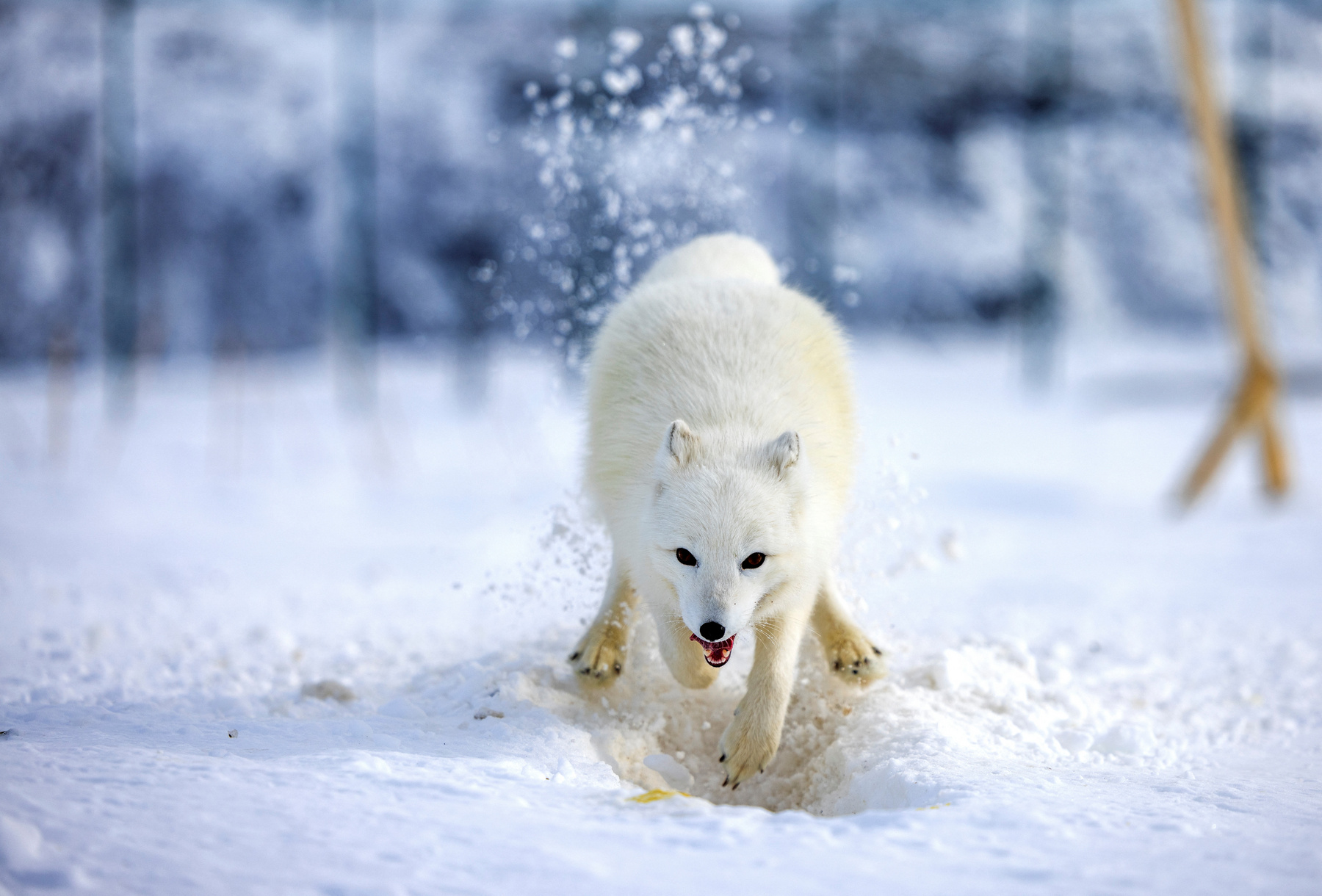 Egy kék és egy fehér sarki róka fut, miután szabadon engedték őket a Geilo melletti Hardangervidda Nemzeti Parkban, Norvégiában 2024. február 8-án