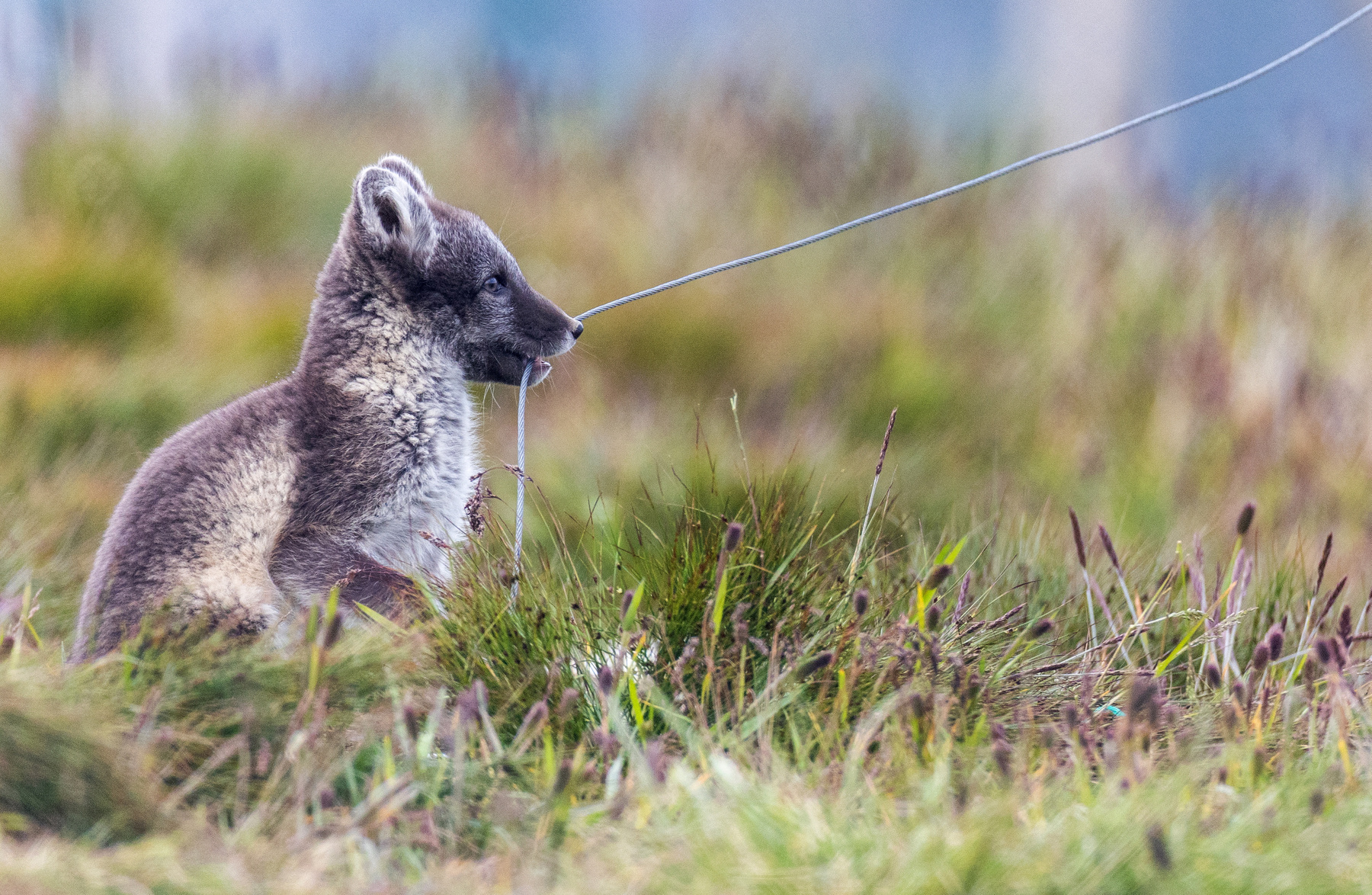 Egy kék és egy fehér sarki róka fut, miután szabadon engedték őket a Geilo melletti Hardangervidda Nemzeti Parkban, Norvégiában 2024. február 8-án